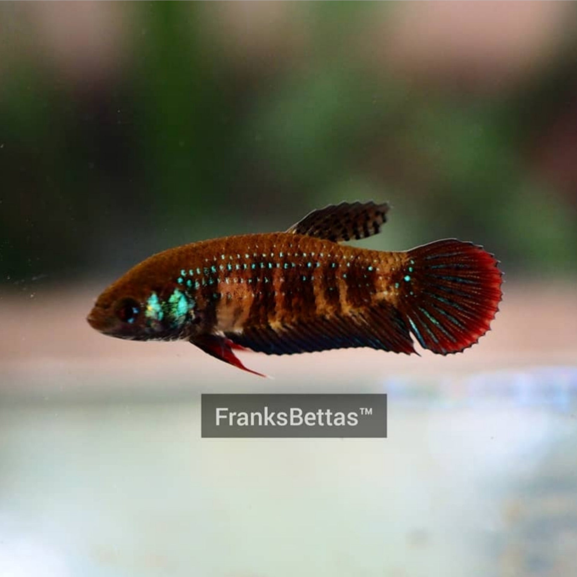 Wild Betta Imbellis Green HIGH QUALITY FEMALE- FranksBettas