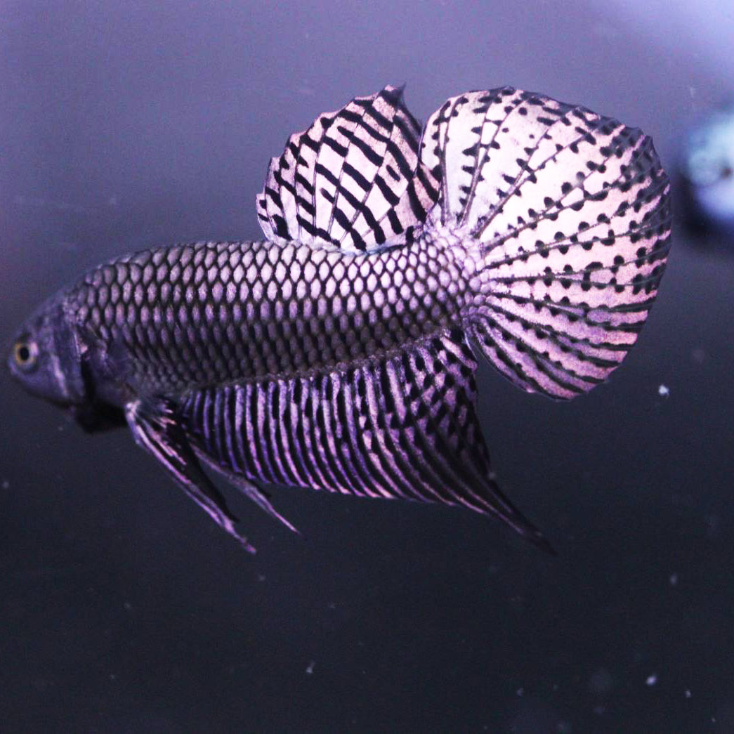 Alien hotsell betta care