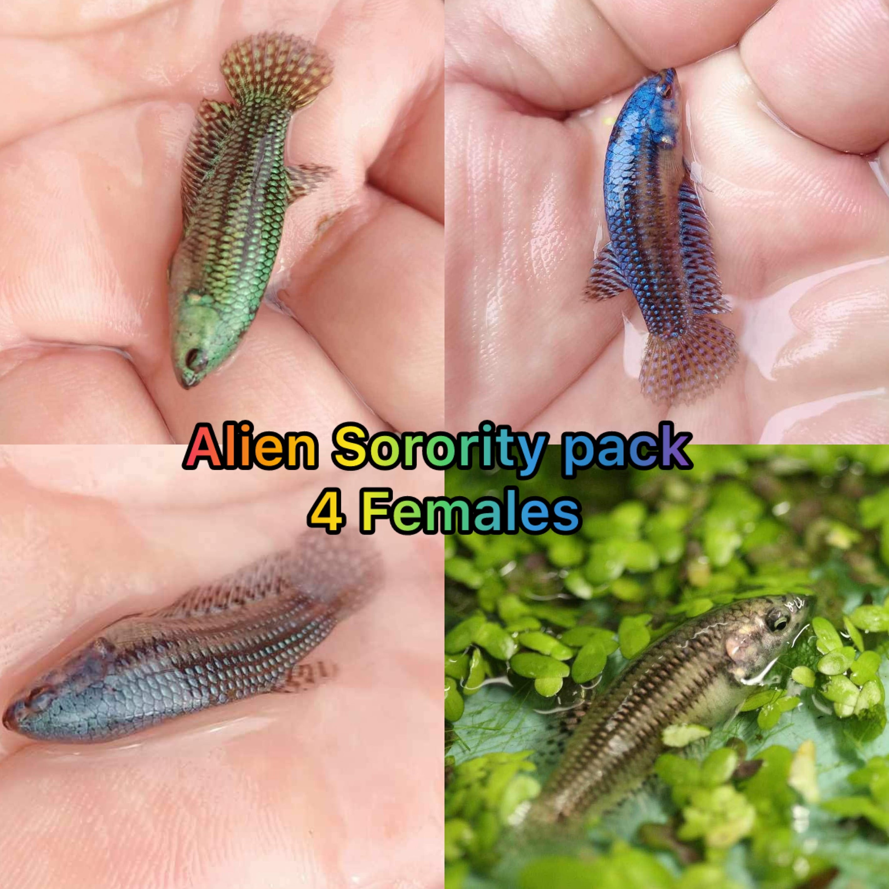 Aliens Sorority pack 4 females different colors! – Franks Bettas