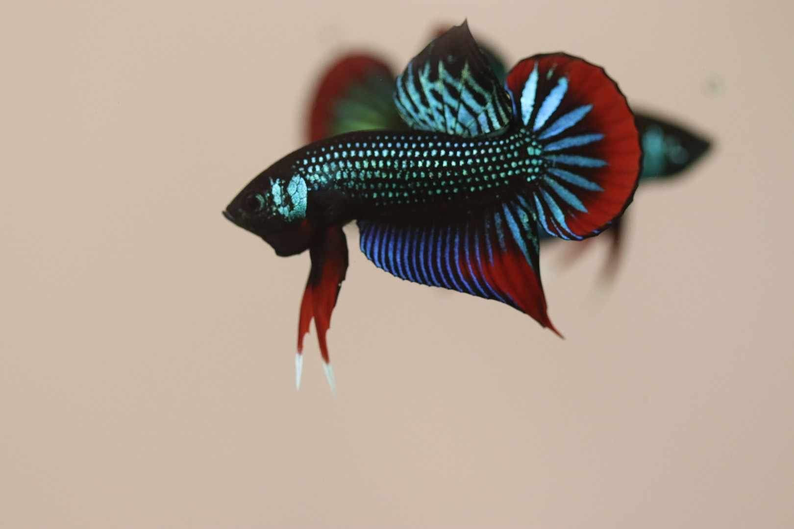 Wild Betta Imbellis Green – HIGH QUALITY MALE- FranksBettas