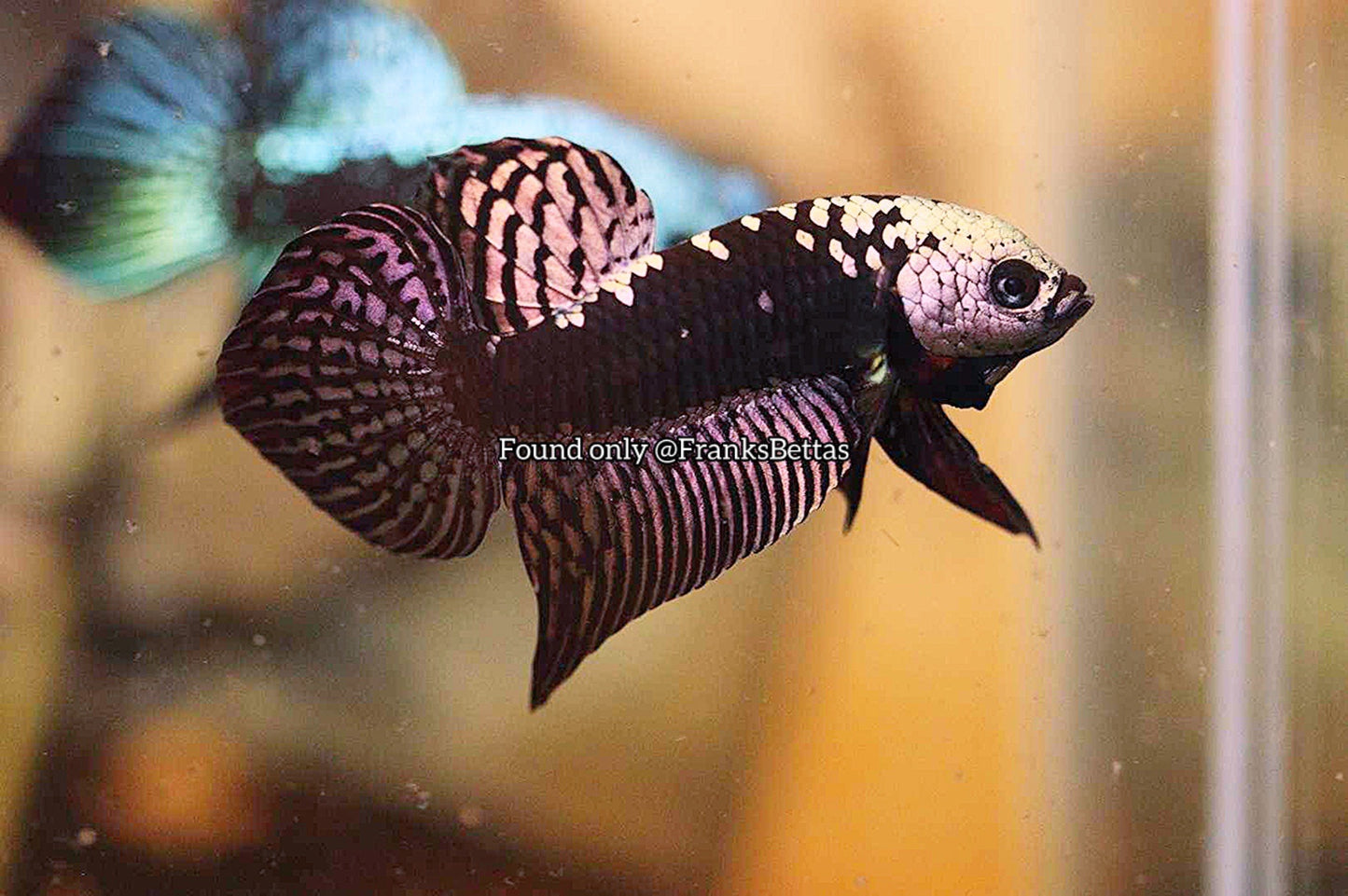 Samurai Alien copper Male - FranksBettas