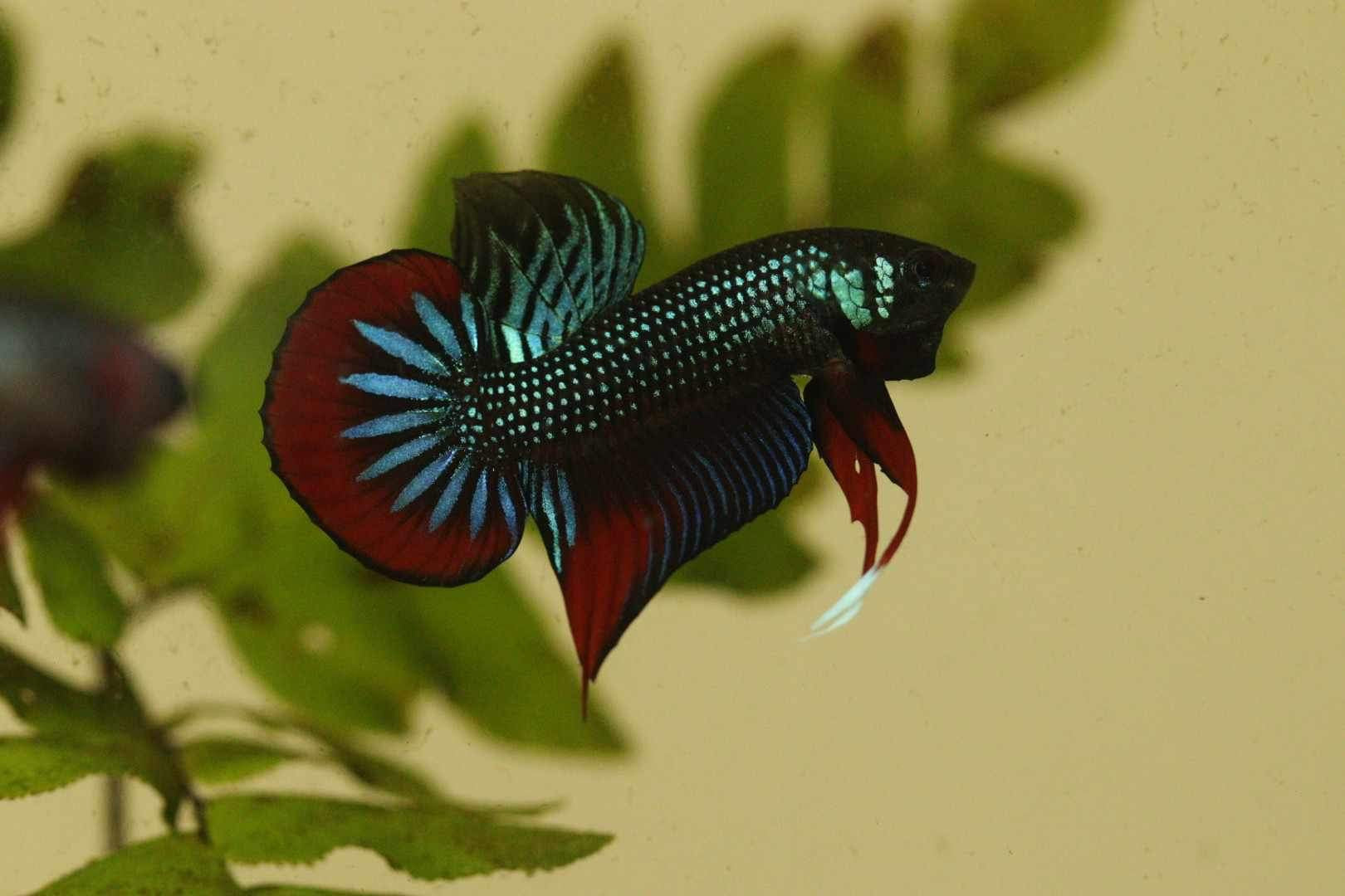 Wild Betta Imbellis Green – HIGH QUALITY MALE- FranksBettas