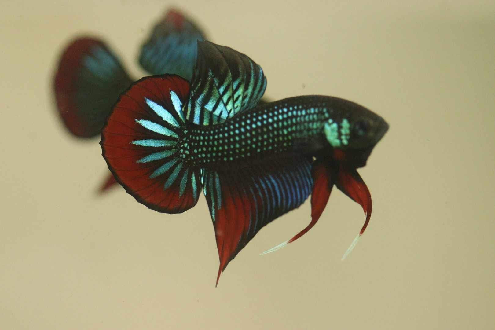 Wild Betta Imbellis Green – HIGH QUALITY MALE- FranksBettas