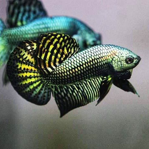 Emerald green best sale betta for sale