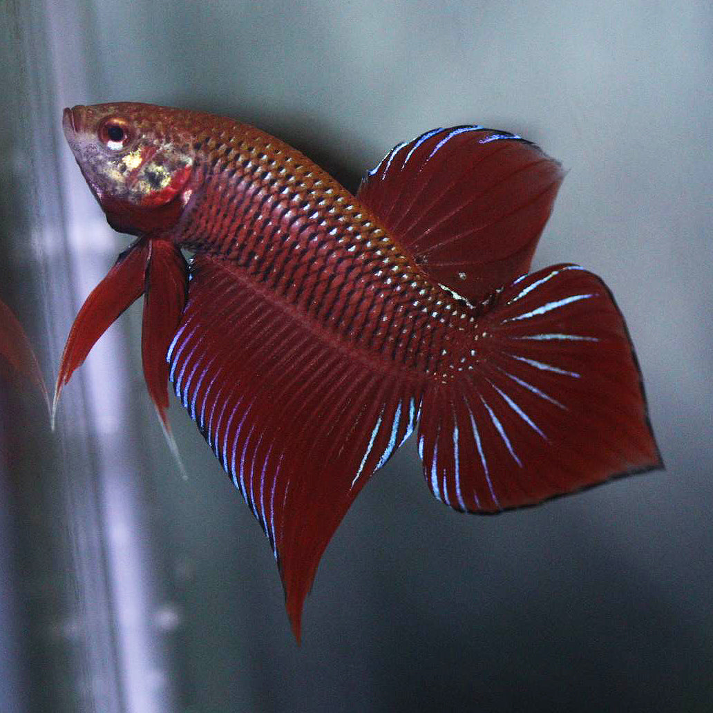 Top quality betta fish sale