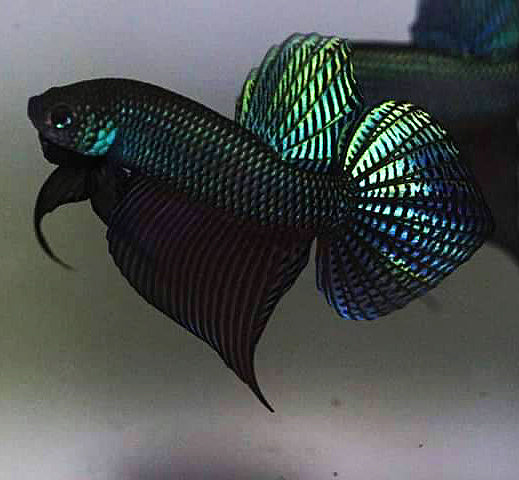 Wild Betta Smaragdina Guitar Green– HIGH QUALITY MALE – Franks Bettas