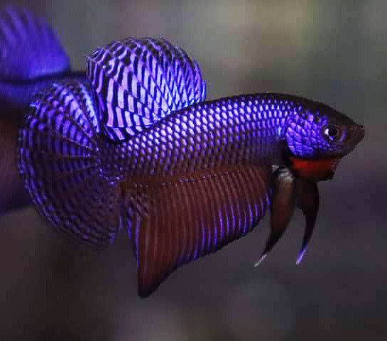 Betta smaragdina sale for sale