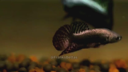 Wild Betta Alien Copper High quality Male – FranksBettas Genetics